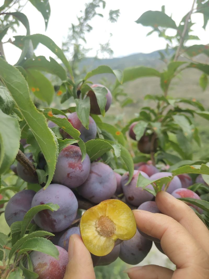 红脆李大量成熟农户自销没有中间商有意联系我