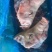 生猪头1204去耳半头手续齐全