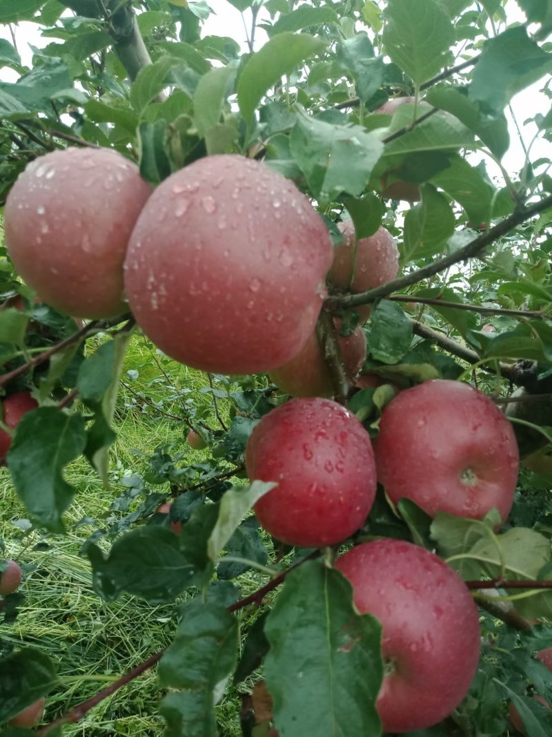 丑苹果代发代办