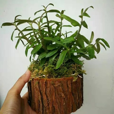 铁皮石斛木桩苗一桩包邮，买两木桩苗送托盘，
