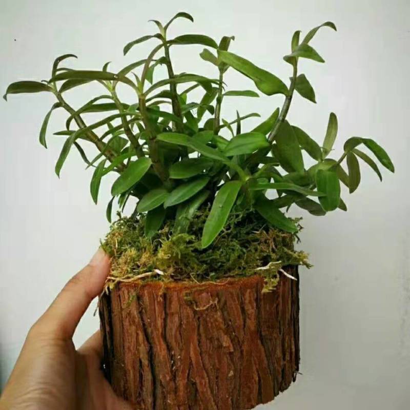 铁皮石斛木桩苗一桩包邮，买两木桩苗送托盘，