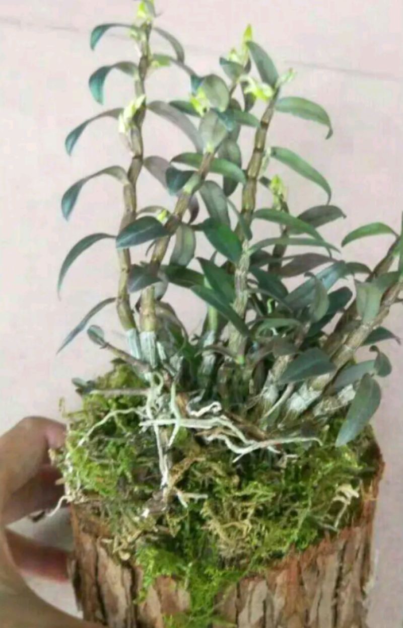 铁皮石斛木桩苗一桩包邮，买两木桩苗送托盘，