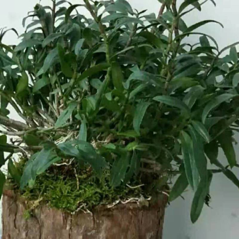 铁皮石斛木桩苗一桩包邮，买两木桩苗送托盘，