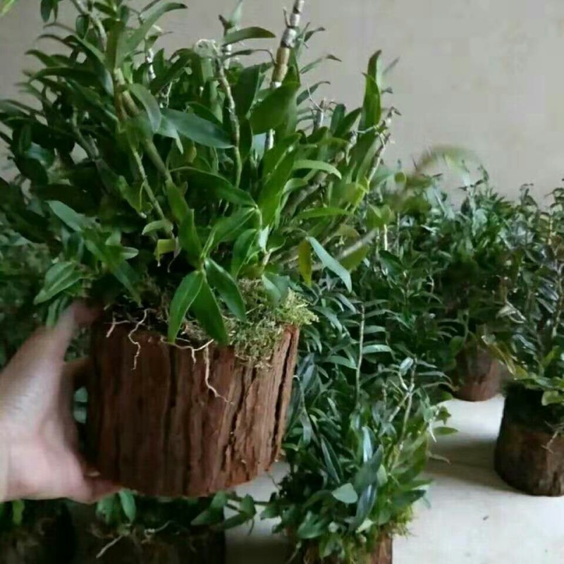 铁皮石斛木桩苗一桩包邮，买两木桩苗送托盘，