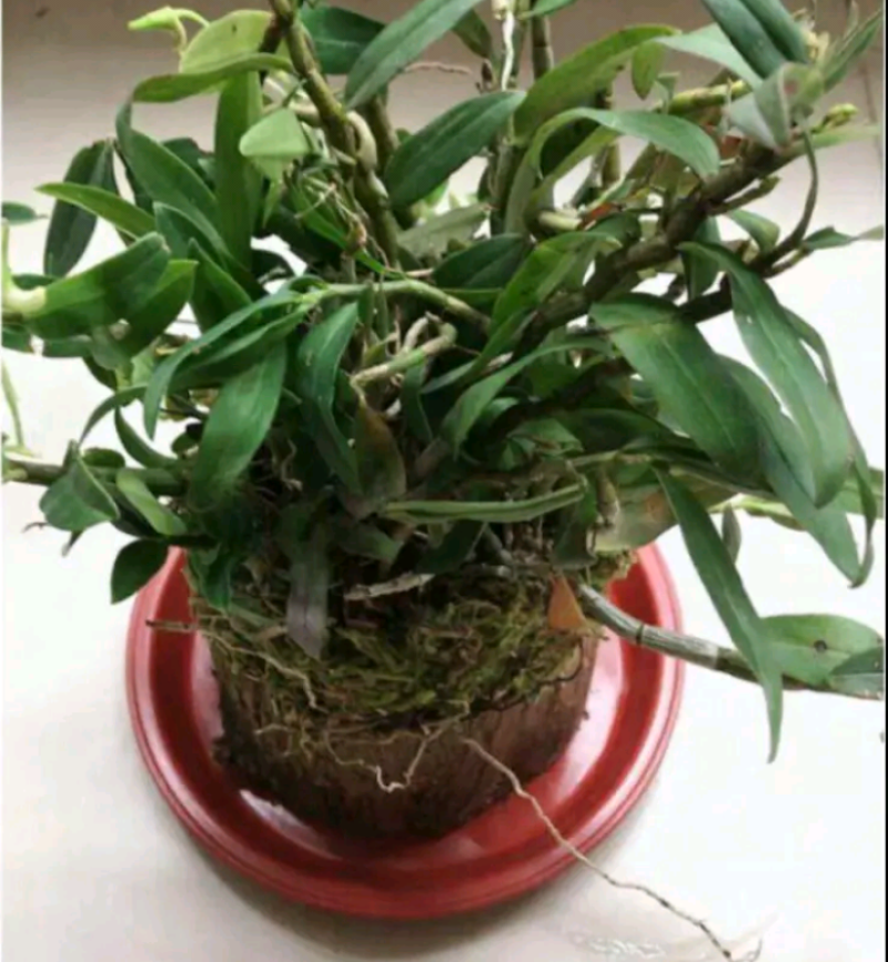 铁皮石斛木桩苗一桩包邮，买两木桩苗送托盘，