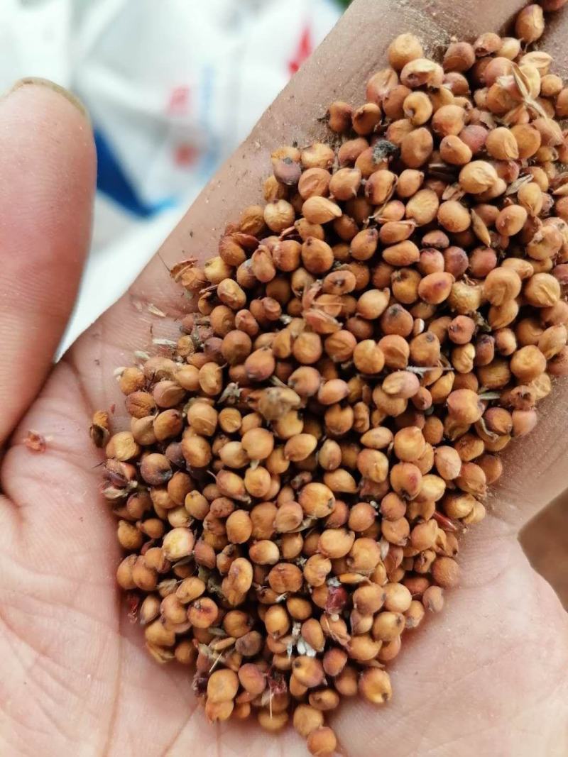 200吨红缨子糯高梁出售