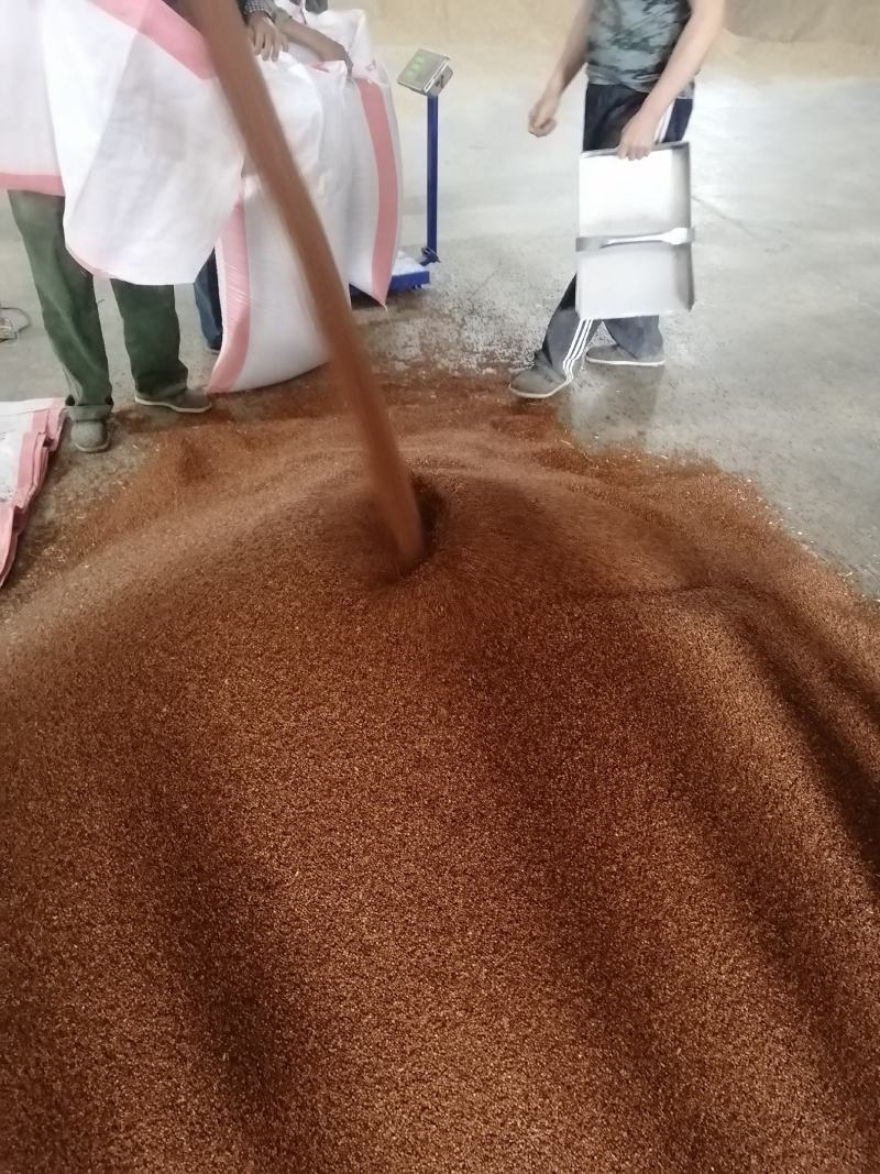 200吨红缨子糯高梁出售