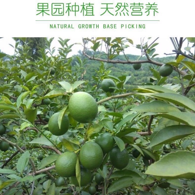 精品青柠檬无籽新鲜孕妇水果榨汁一件代发