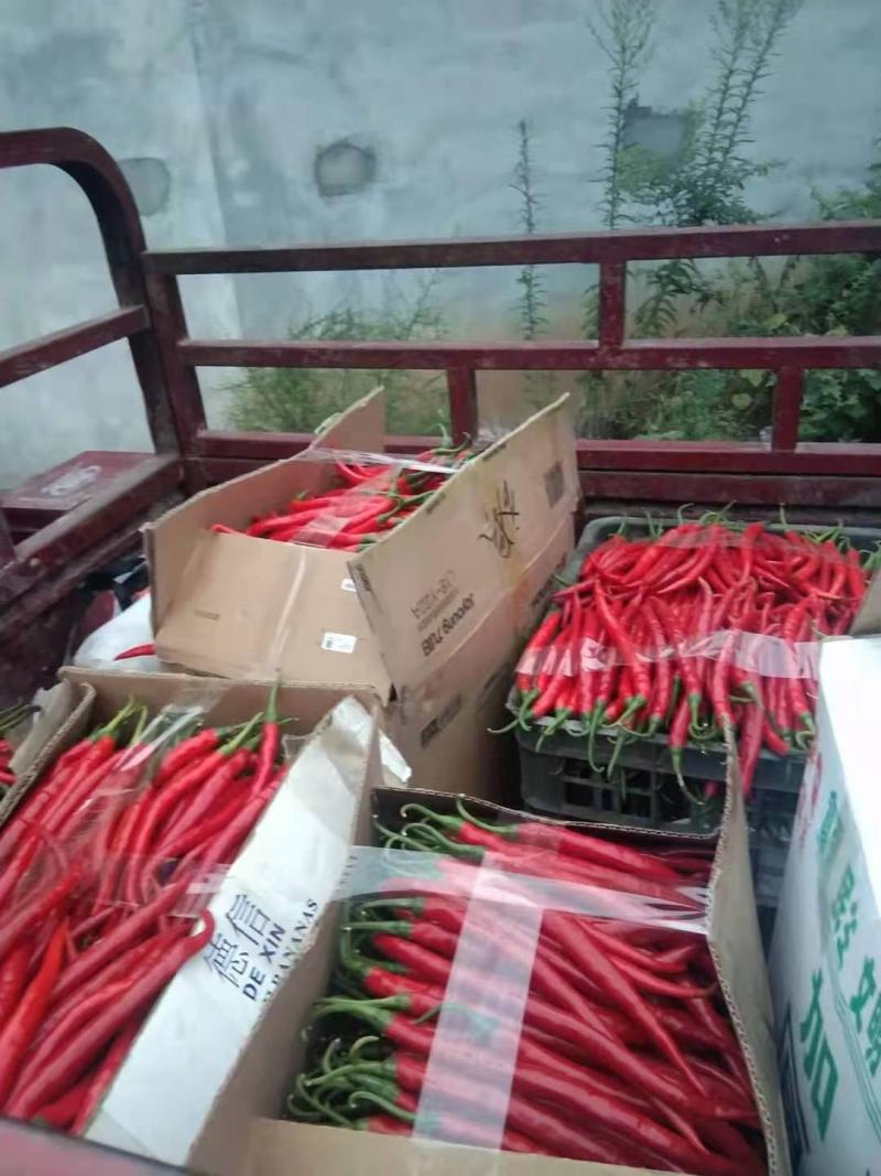红辣椒红线椒陇南产地直发新鲜辣椒品质保证欢迎联系
