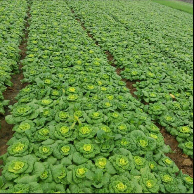 精品黄心乌菜种植基地大量上市耐运输价格便宜
