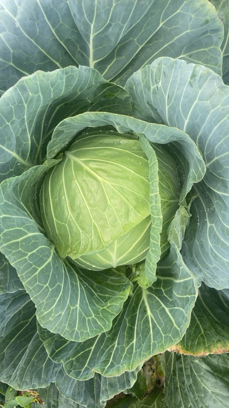甘蓝，连花白，扁包菜，自家种植，走货量大，有需要的联系我