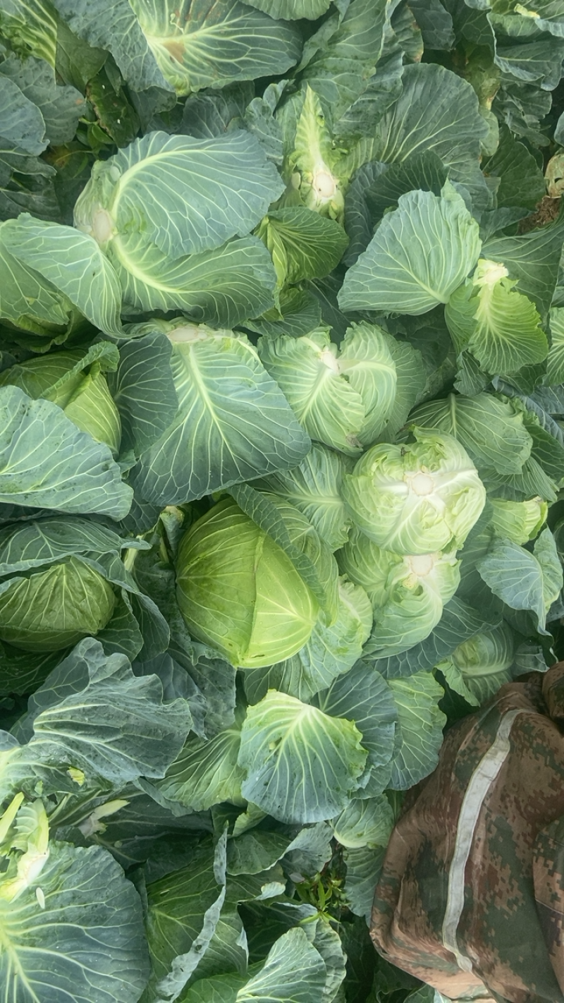 甘蓝，连花白，扁包菜，自家种植，走货量大，有需要的联系我