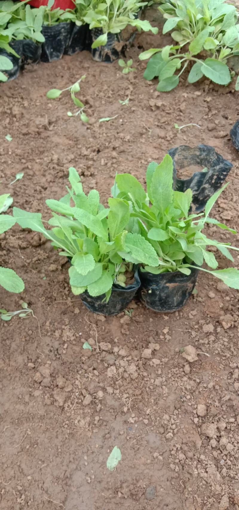 宿根鼠尾草苗圃直发价格低质量好欢迎询价