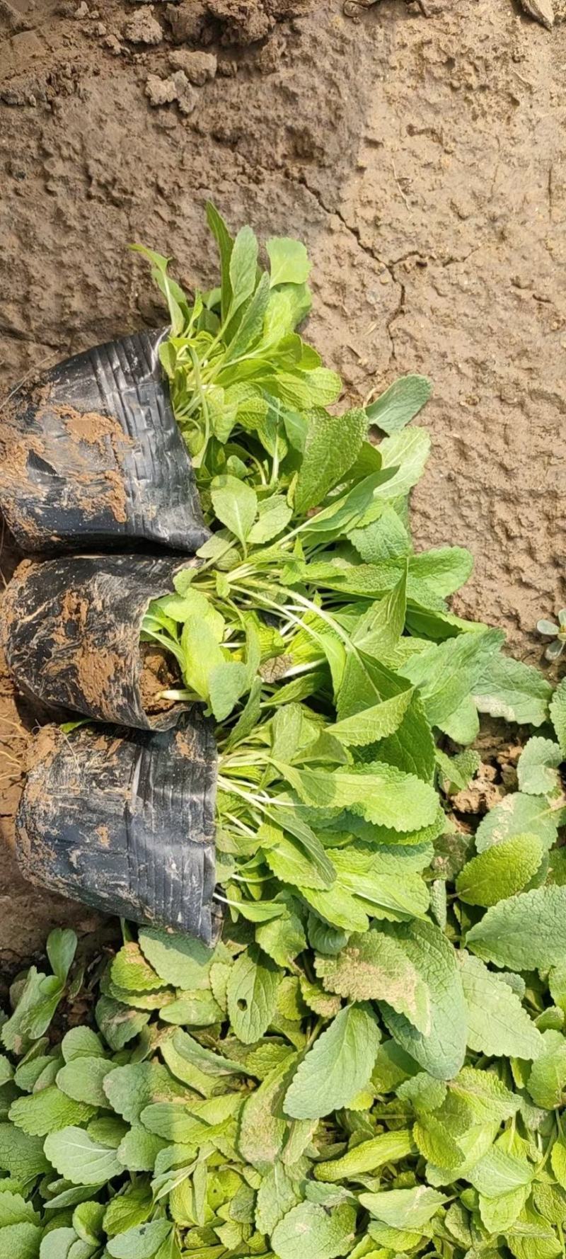 宿根鼠尾草苗圃直发价格低质量好欢迎询价