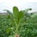 精品蔬菜广东油菜心产地直供新鲜直达承接市场批发