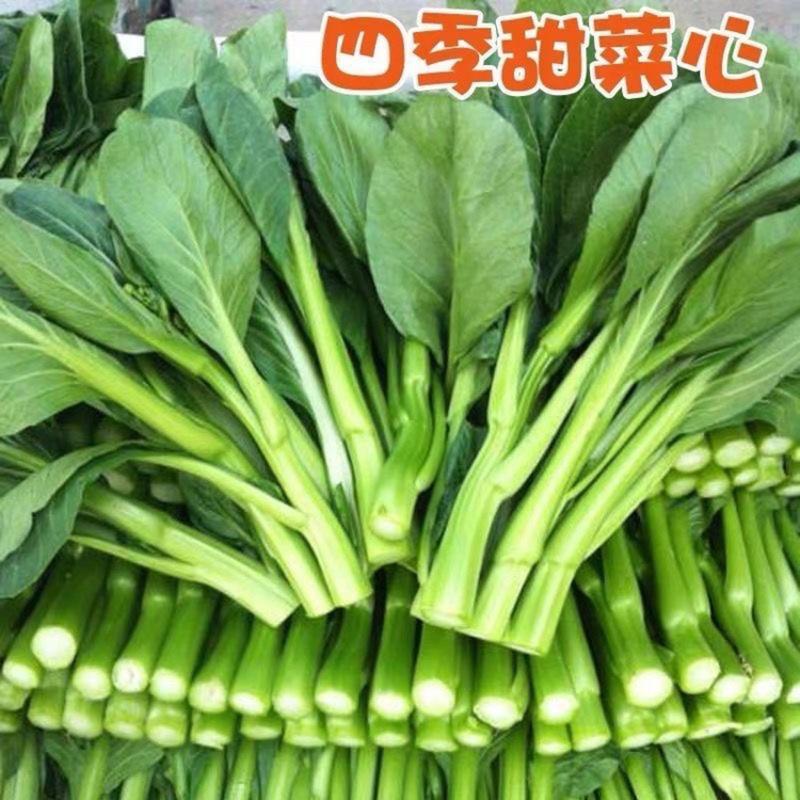 精品蔬菜广东油菜心产地直供新鲜直达承接市场批发