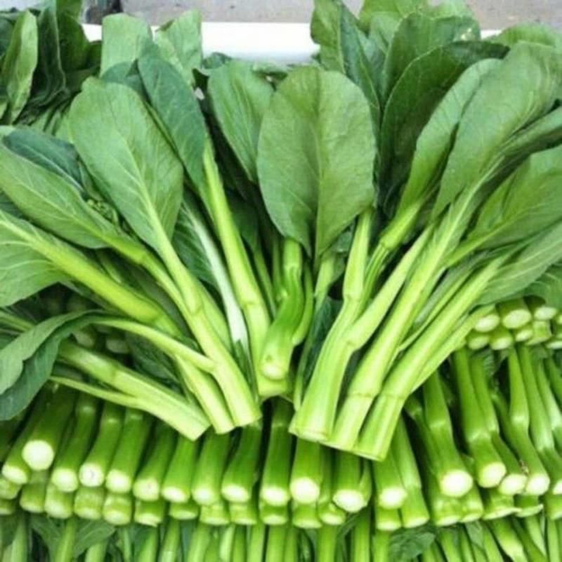 精品蔬菜广东油菜心产地直供新鲜直达承接市场批发