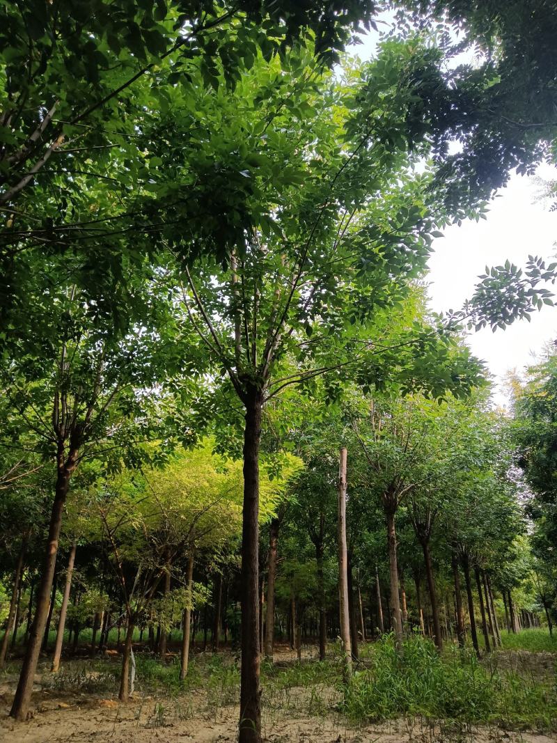 白蜡基地直发，10—22公分欢迎前来选购