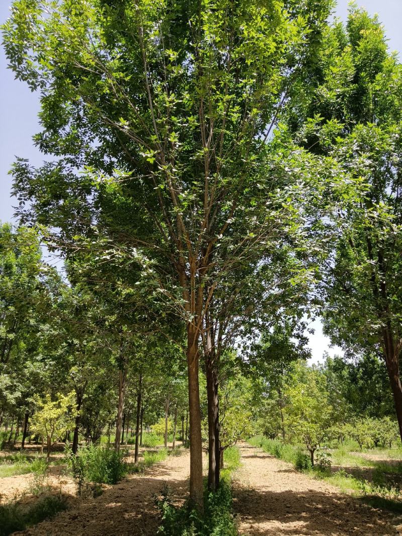 白蜡基地直发，10—22公分欢迎前来选购