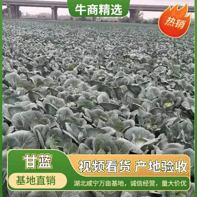 (精品)湖北扁包菜产地直销，市场，加工厂，出口。