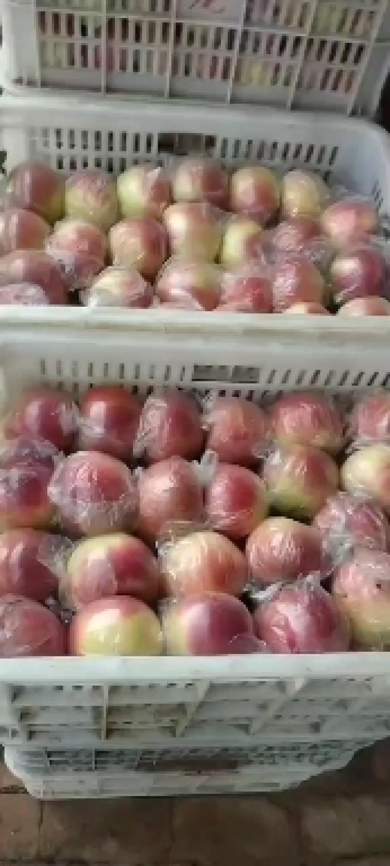 美八苹果/货源充足/规格齐全/价格合理/欢迎采购