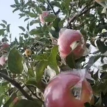 美八苹果/货源充足/规格齐全/价格合理/欢迎采购