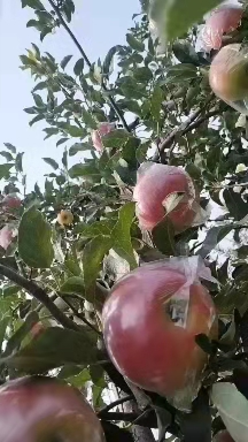 美八苹果/货源充足/规格齐全/价格合理/欢迎采购