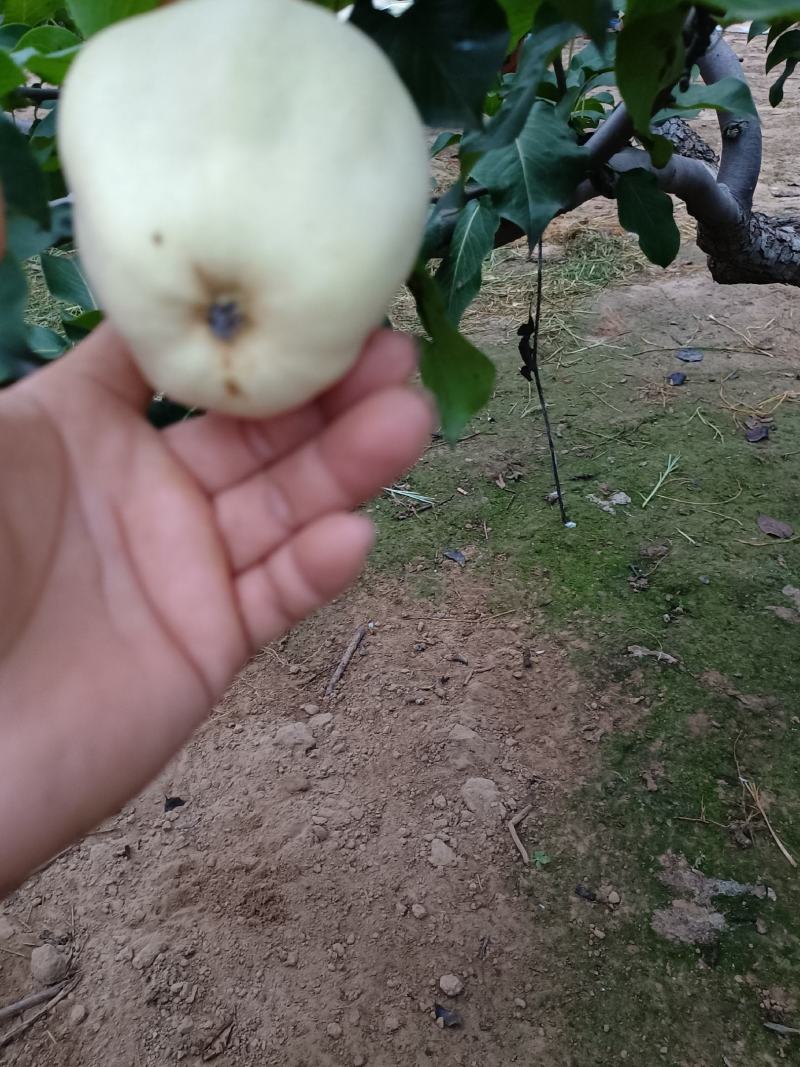 自家果园种植有巴梨，大头梨，个大形状好颜色白，好吃不贵