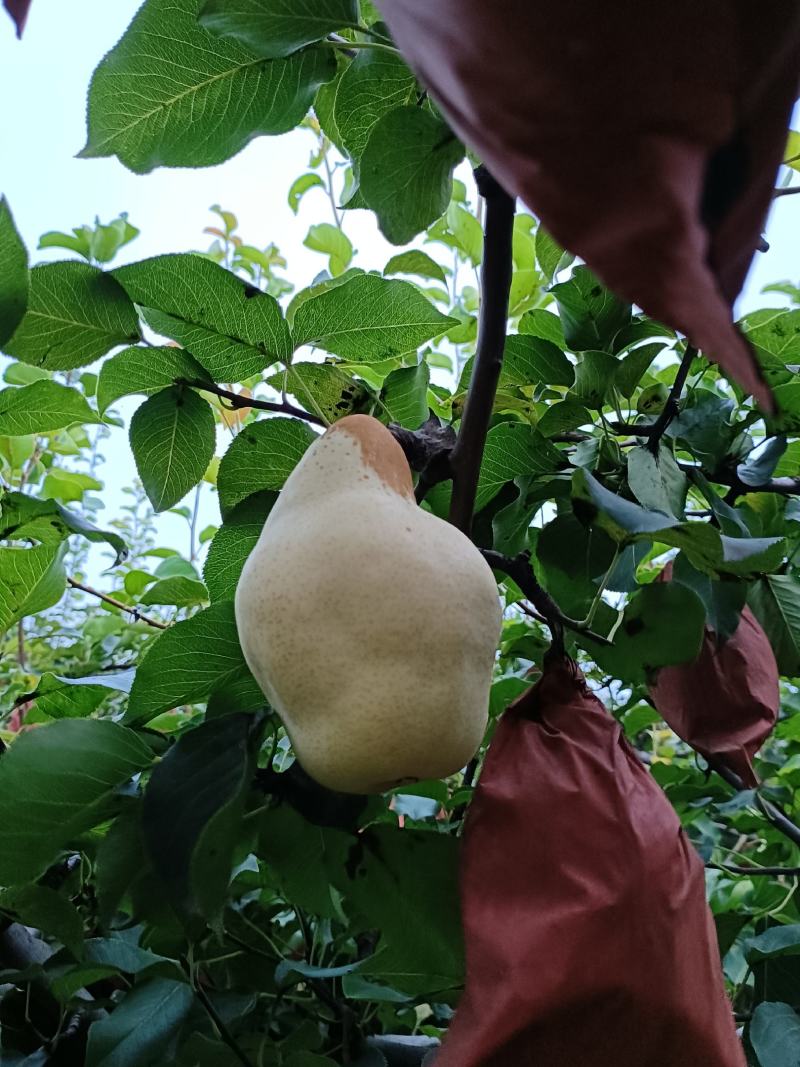 自家果园种植有巴梨，大头梨，个大形状好颜色白，好吃不贵