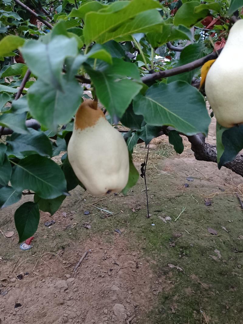 自家果园种植有巴梨，大头梨，个大形状好颜色白，好吃不贵