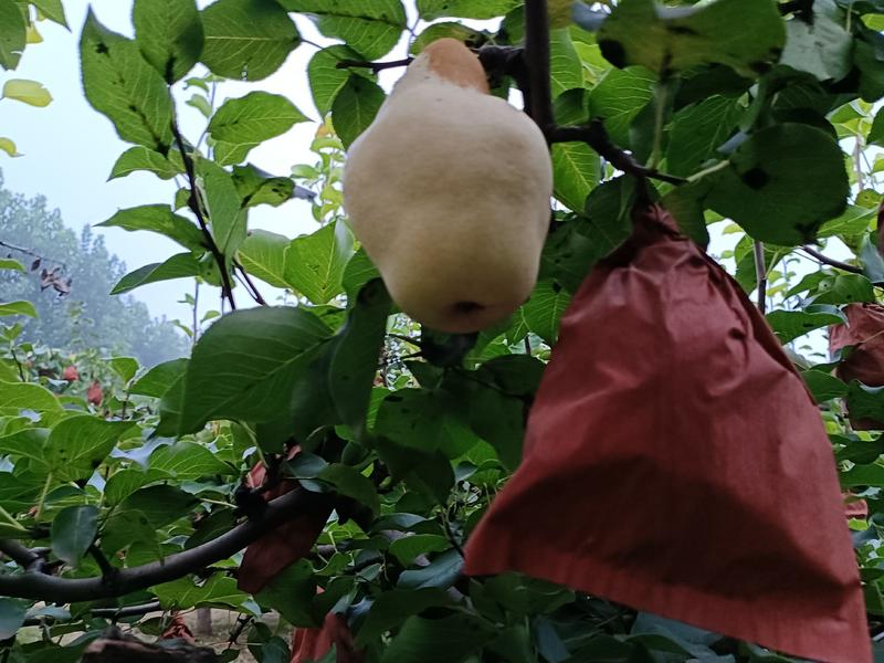 自家果园种植有巴梨，大头梨，个大形状好颜色白，好吃不贵