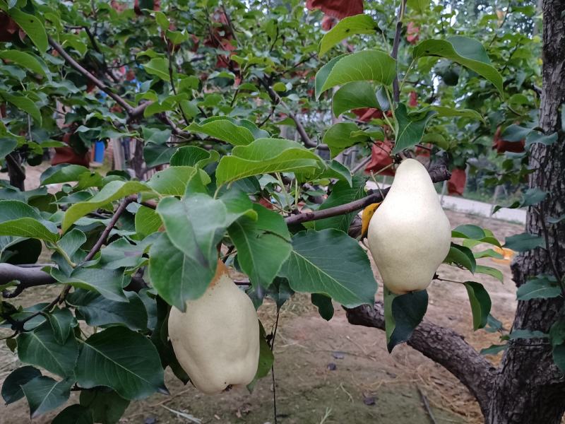 自家果园种植有巴梨，大头梨，个大形状好颜色白，好吃不贵