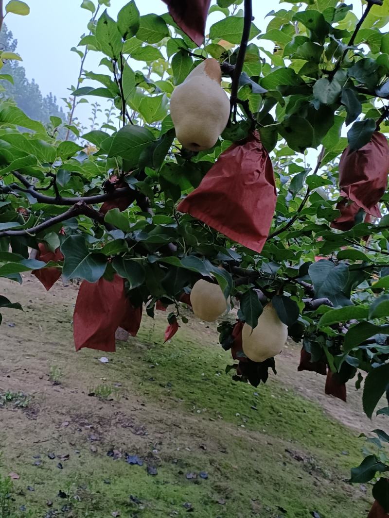 自家果园种植有巴梨，大头梨，个大形状好颜色白，好吃不贵