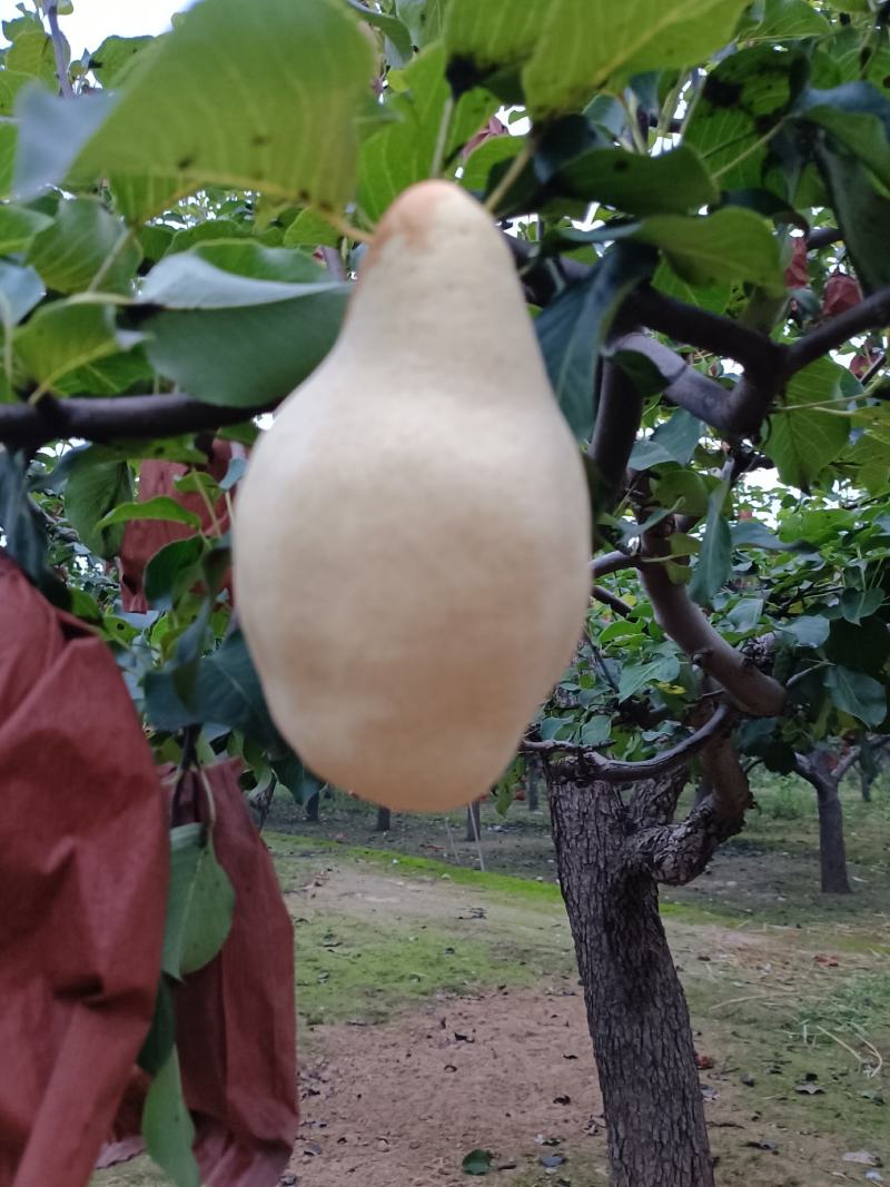 自家果园种植有巴梨，大头梨，个大形状好颜色白，好吃不贵