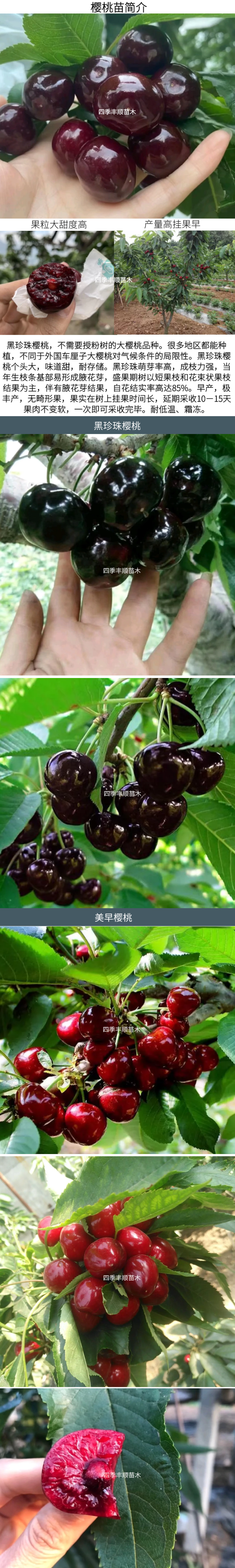 （南方大樱桃苗）无需授粉冷量黑珍珠美早车厘子大樱桃树苗