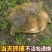 外塘大甲鱼活体生态王八中华鳖鲜活老鳖特产滋补品包活到家