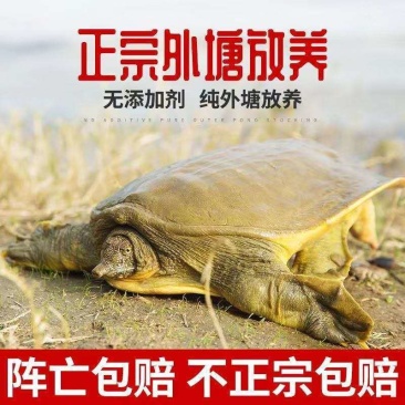 外塘大甲鱼活体生态王八中华鳖鲜活老鳖特产滋补品包活到家