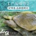 外塘大甲鱼活体生态王八中华鳖鲜活老鳖特产滋补品包活到家
