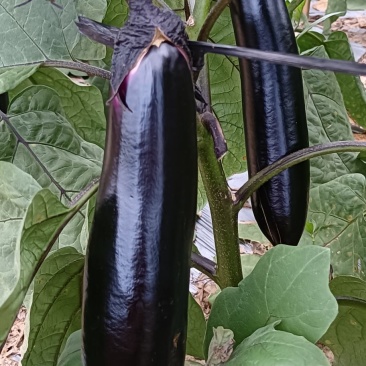 烧烤茄