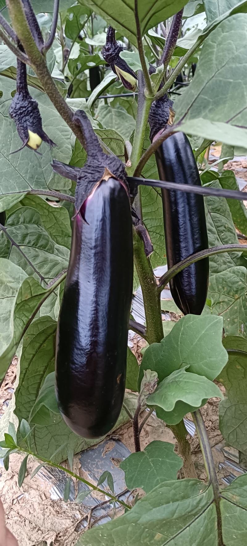 烧烤茄