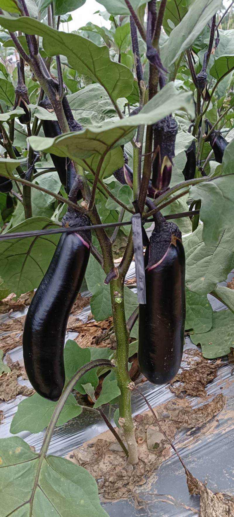 烧烤茄