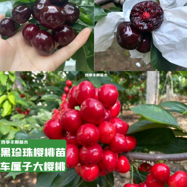 (南方大樱桃苗)无需授粉冷量黑珍珠美早车厘子大樱桃树苗