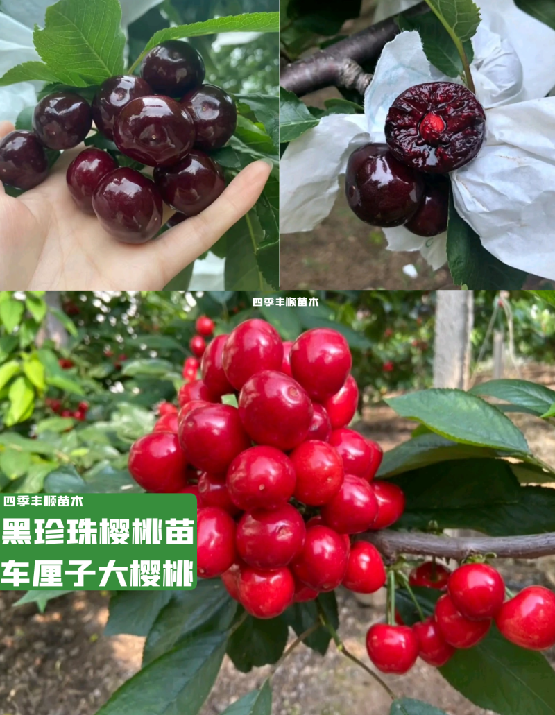（南方大樱桃苗）无需授粉冷量黑珍珠美早车厘子大樱桃树苗