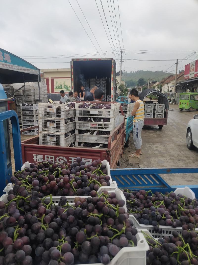 山东临沂费县优质藤稔葡萄上市了