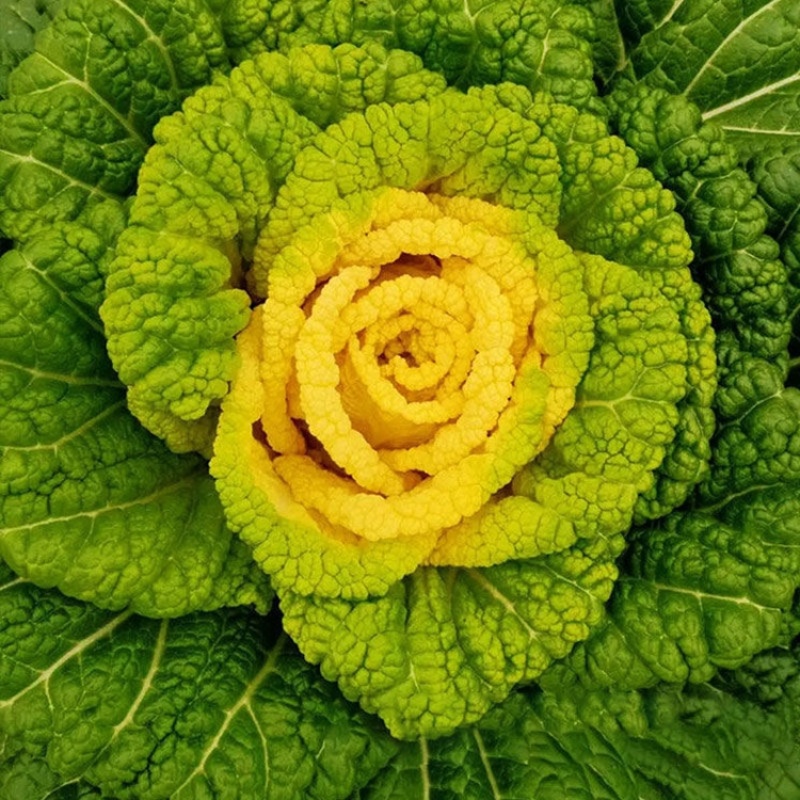 精品黄心乌菜种植基地大量上市耐运输价格便宜