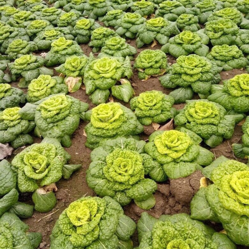 精品黄心乌菜种植基地大量上市耐运输价格便宜