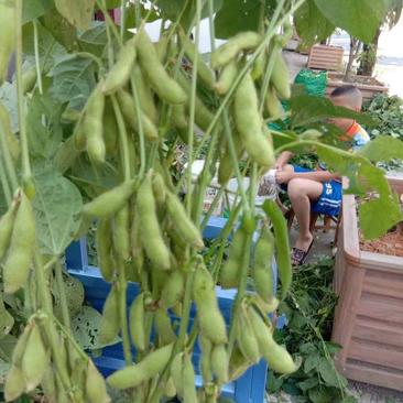 安徽，六月半，大青豆，打米豆，大量上市，质量保证
