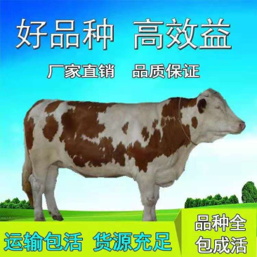 （热销)活体西门塔尔肉牛犊包技术包回收耐粗食抗病能力强