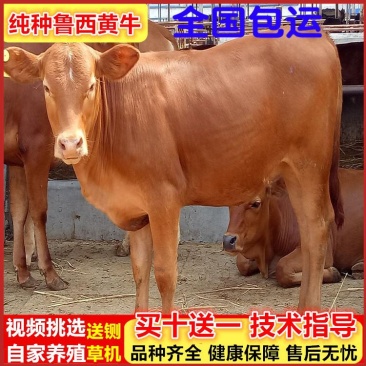 【推荐】改良肉牛牛犊活体包回收买十送一提供养殖技术资料