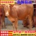 【推荐】改良肉牛牛犊活体包回收买十送一提供养殖技术资料